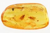Fossil Moth Flies, Caddisflies, Wasps, and True Midges in Baltic Amber #367290-1